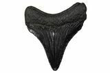 Serrated, Juvenile Megalodon Tooth - South Carolina #340477-1